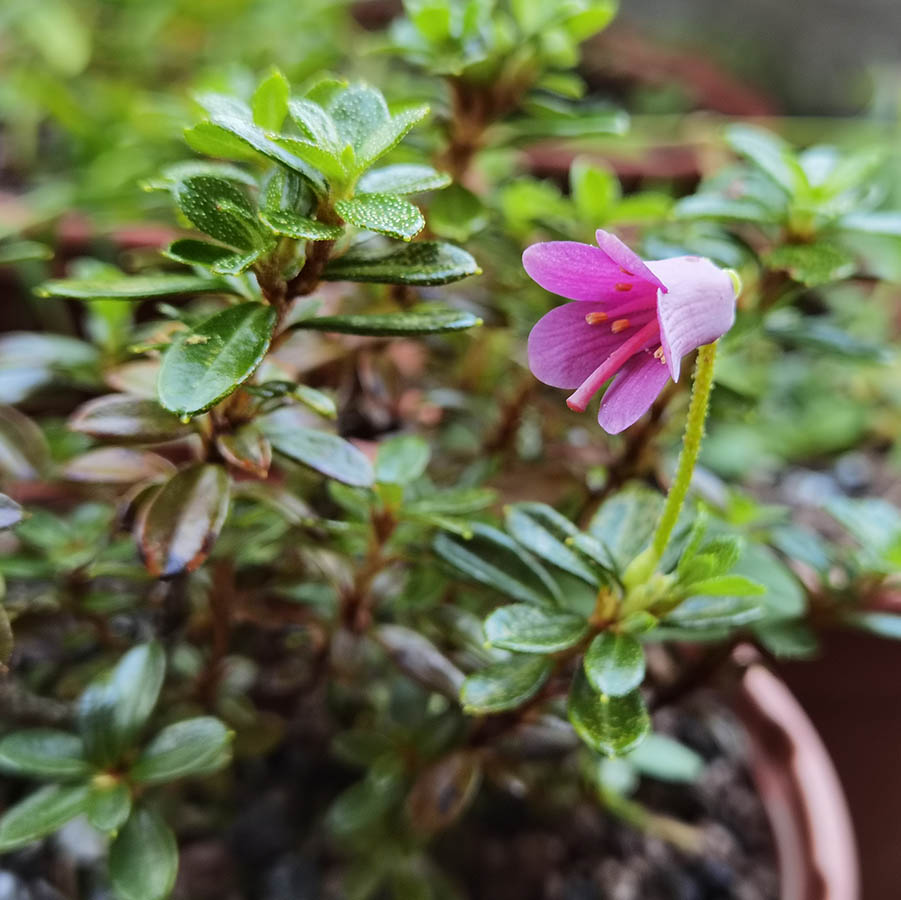 Rhododendron campylogynum 'myrtilloides' 2